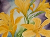 Orange-Day-Lilies-blog